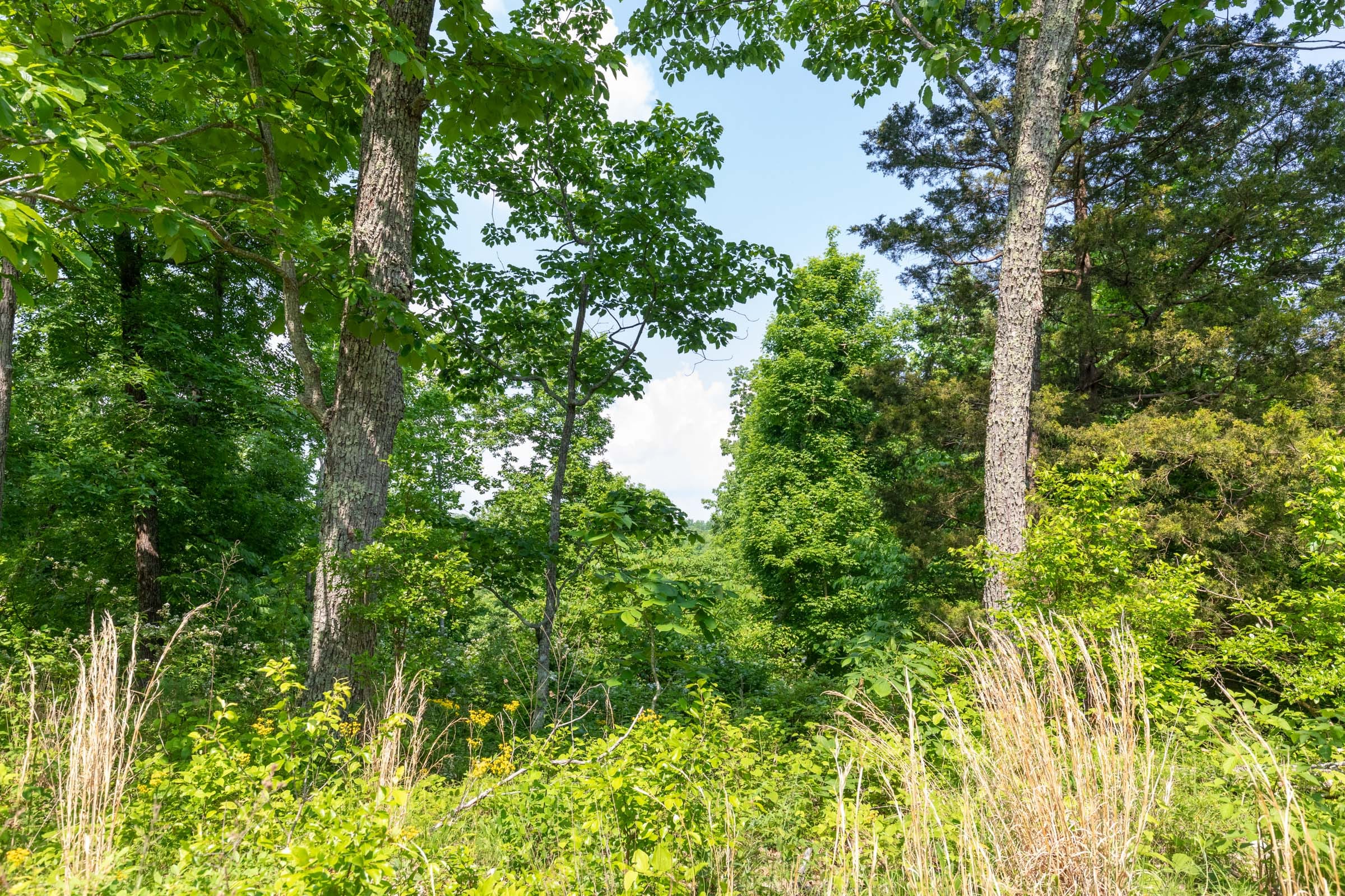 Cedar Creek Tract 61 photo 6