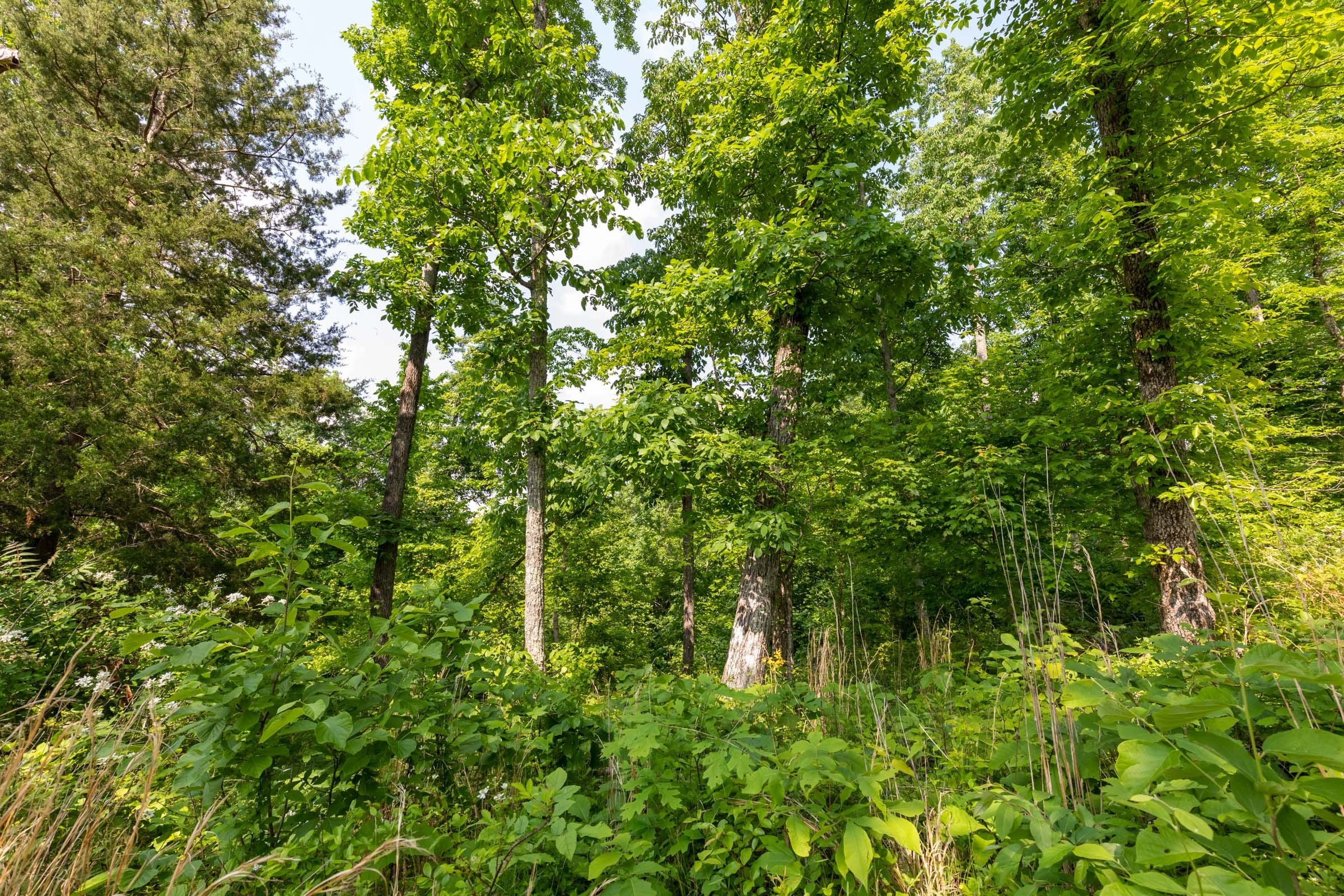 Cedar Creek Tract 61 photo 8