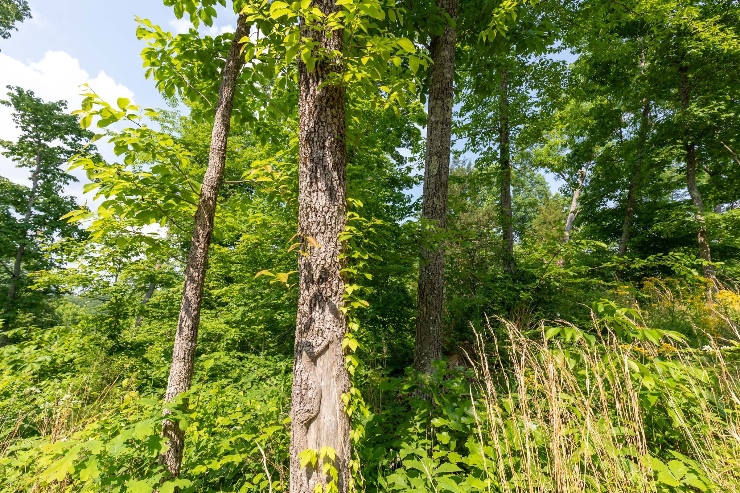Cedar Creek Tract 61 photo 9