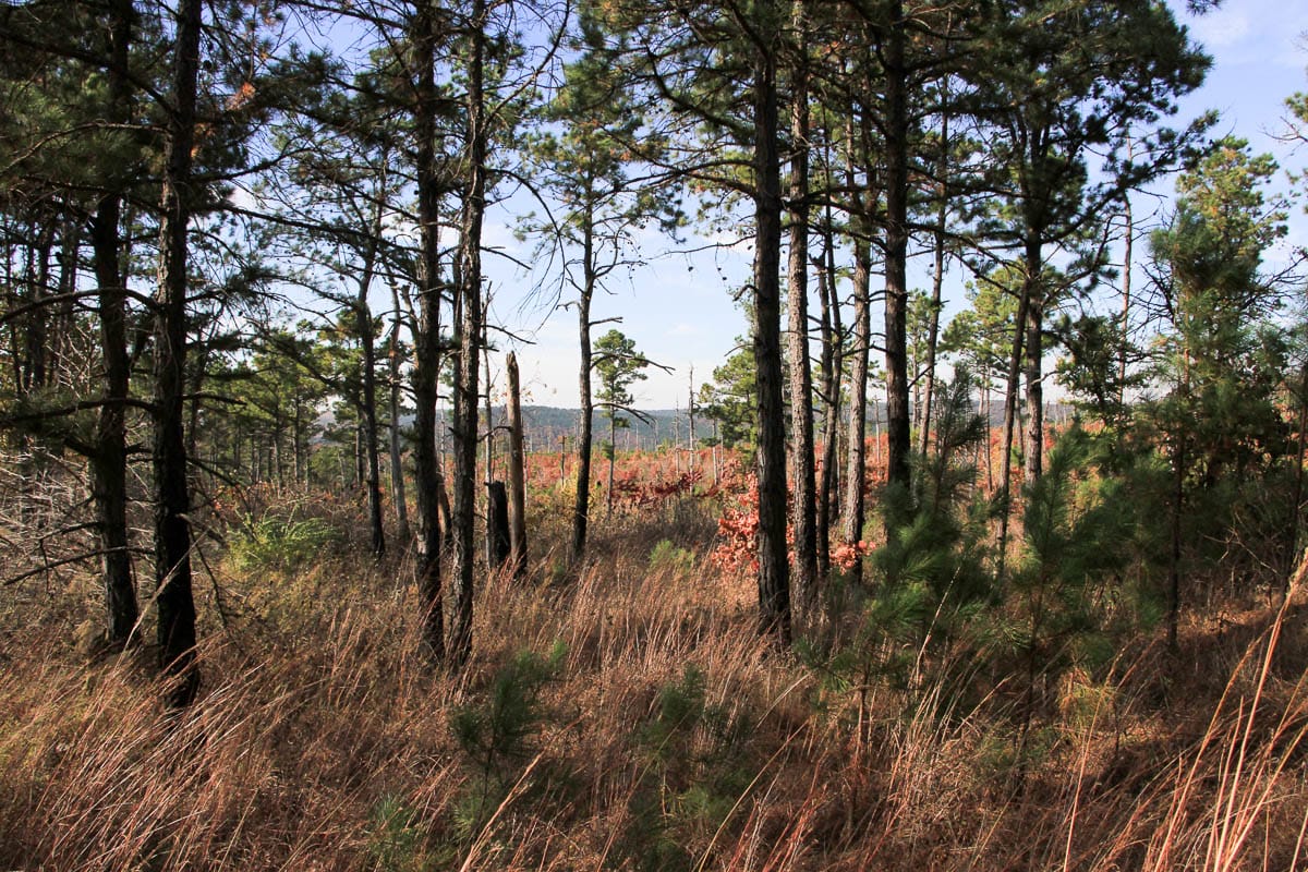 Stone Creek Phase III Tract 45 photo 2