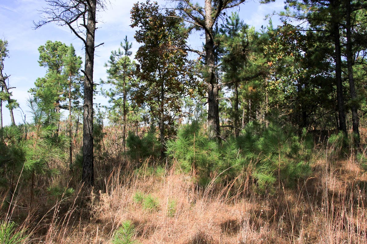 Stone Creek Phase III Tract 45 photo 3