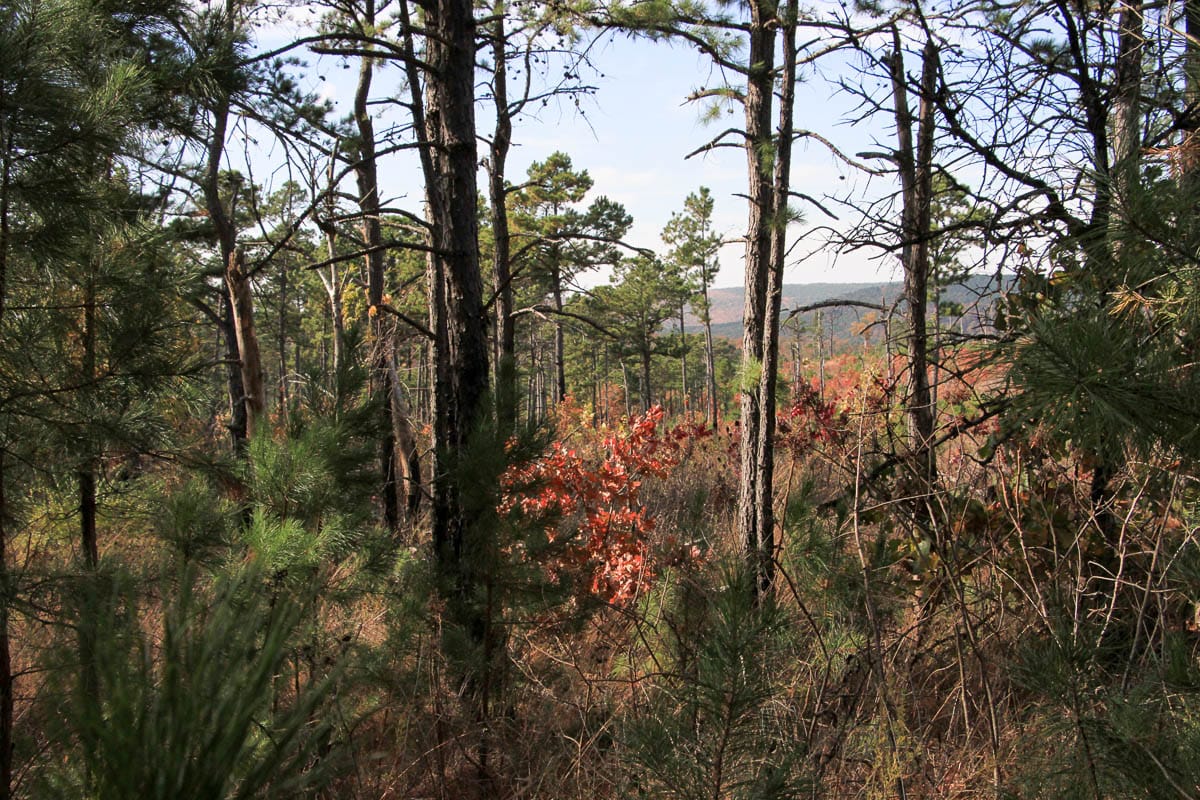Stone Creek Phase III Tract 45 photo 4