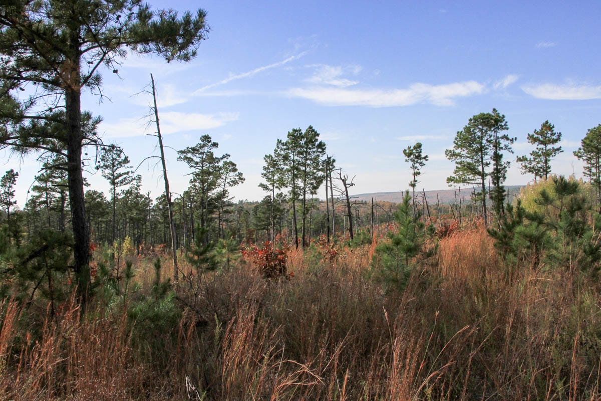 Stone Creek Phase III Tract 45 photo 8