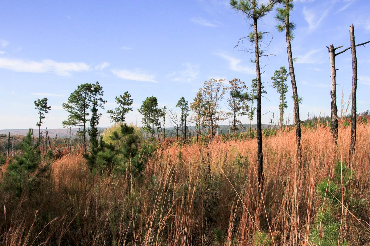 Stone Creek Phase III Tract 45 photo 9