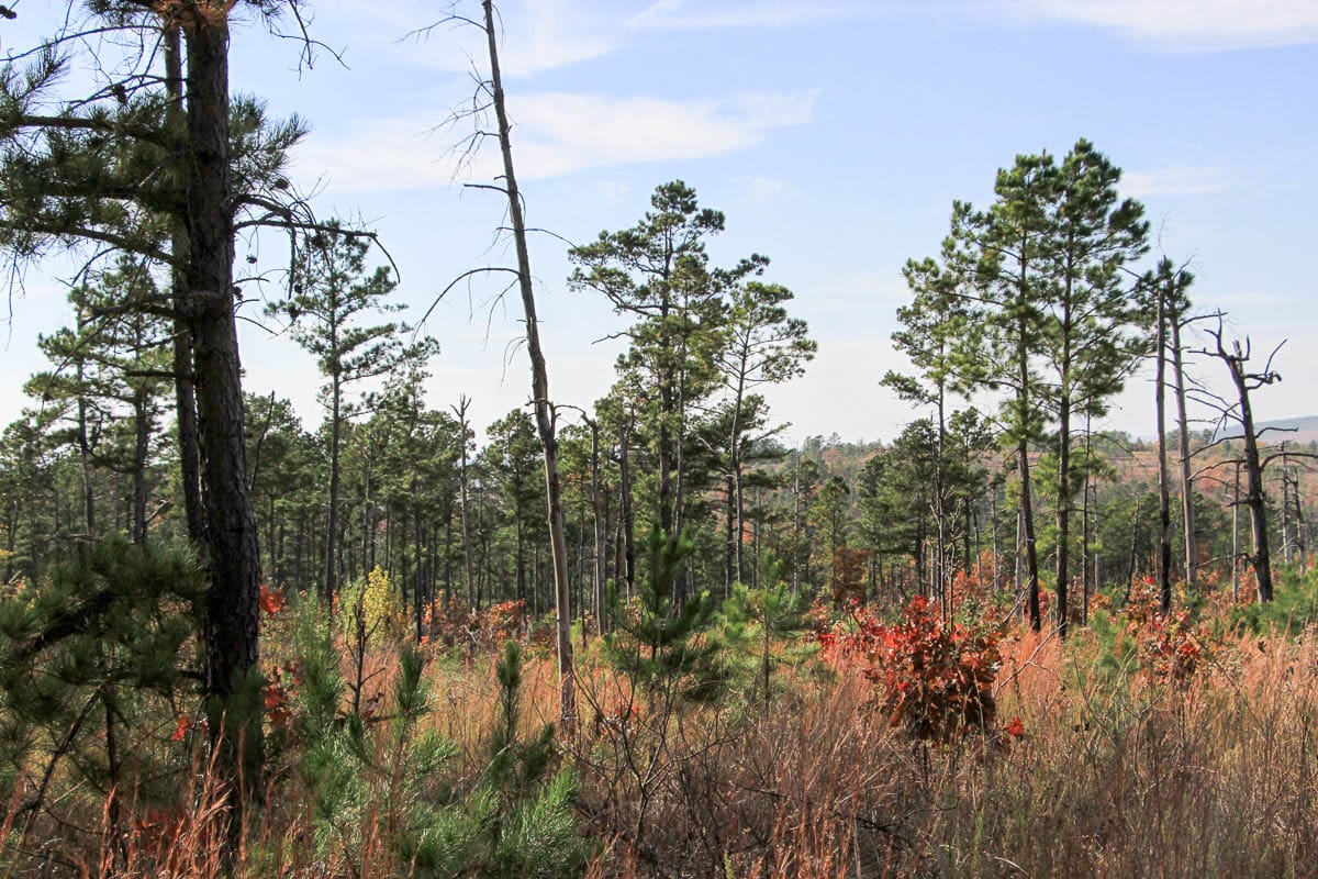 Stone Creek Phase III Tract 45 photo 10