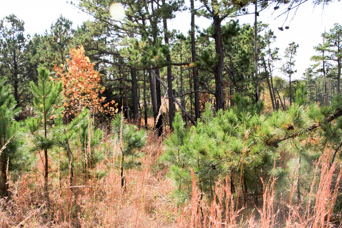 Stone Creek Phase III Tract 45 photo 11