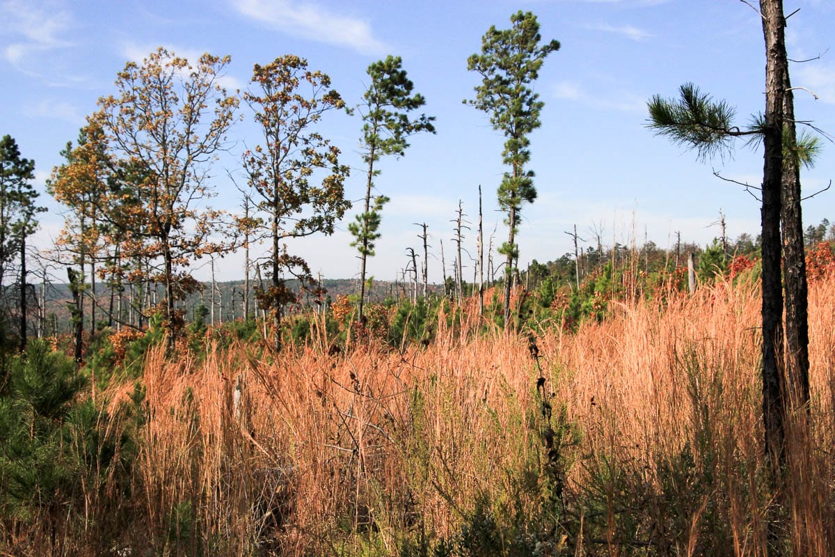 Stone Creek Phase III Tract 45 photo 13