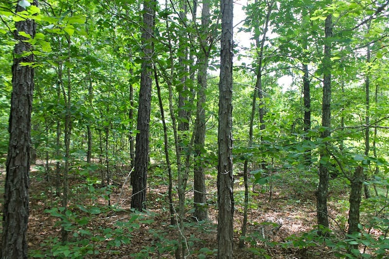 Green Mountain Ranch Tract 43 photo 2