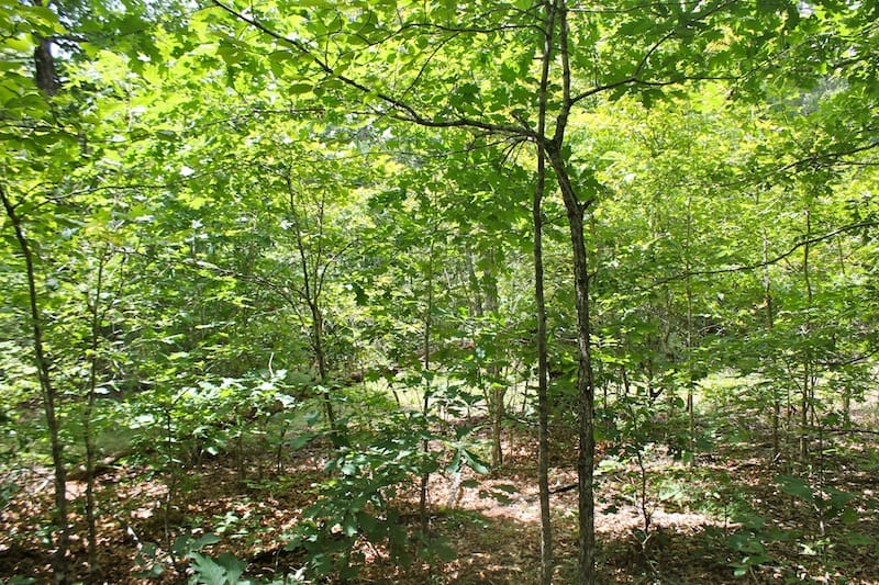 Green Mountain Ranch Tract 43 photo 3