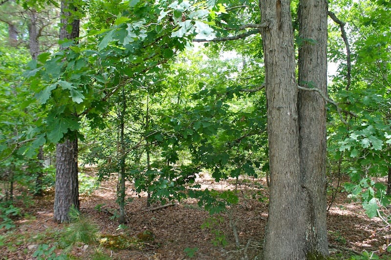 Green Mountain Ranch Tract 43 photo 5
