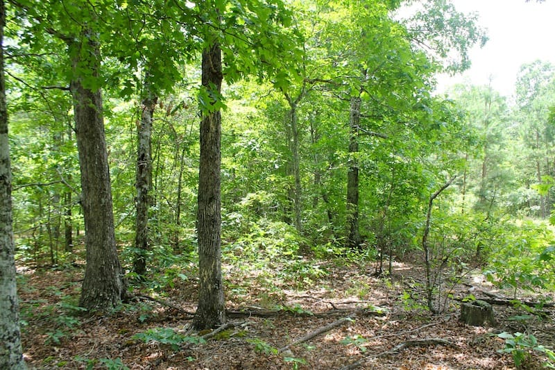 Green Mountain Ranch Tract 43 photo 7