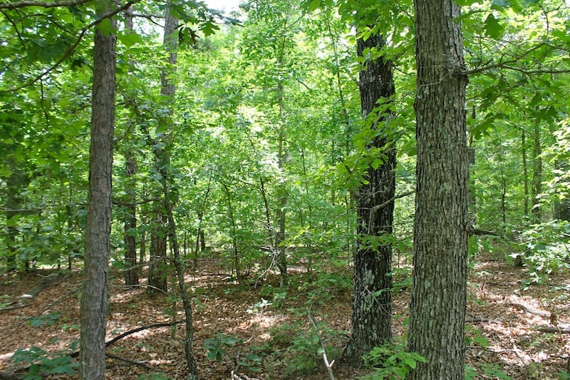 Green Mountain Ranch Tract 43 photo 9