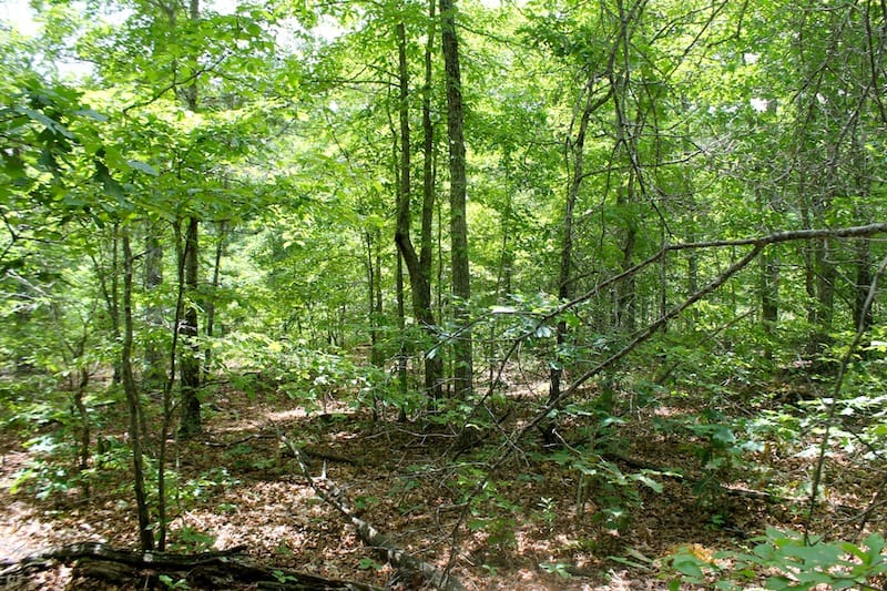 Green Mountain Ranch Tract 43 photo 10
