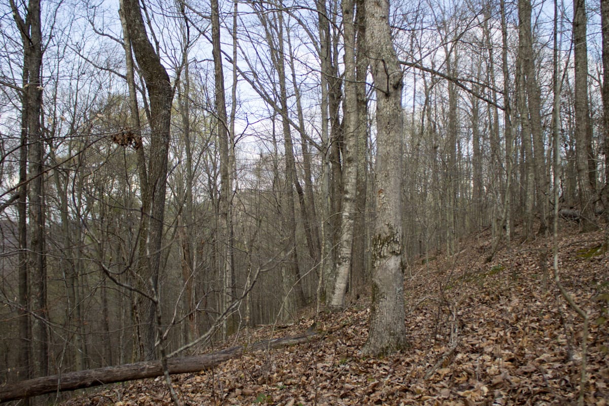 Chestnut Oak Ridge Tract 18 photo 4