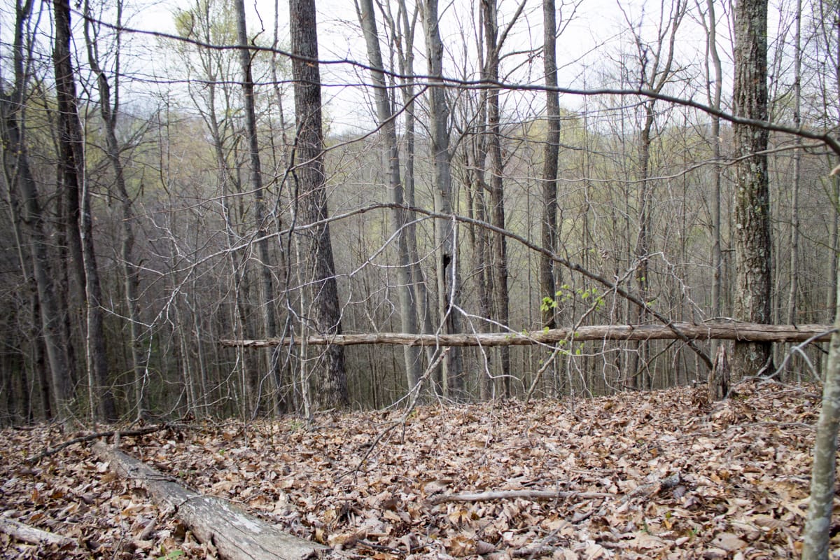 Chestnut Oak Ridge Tract 18 photo 5