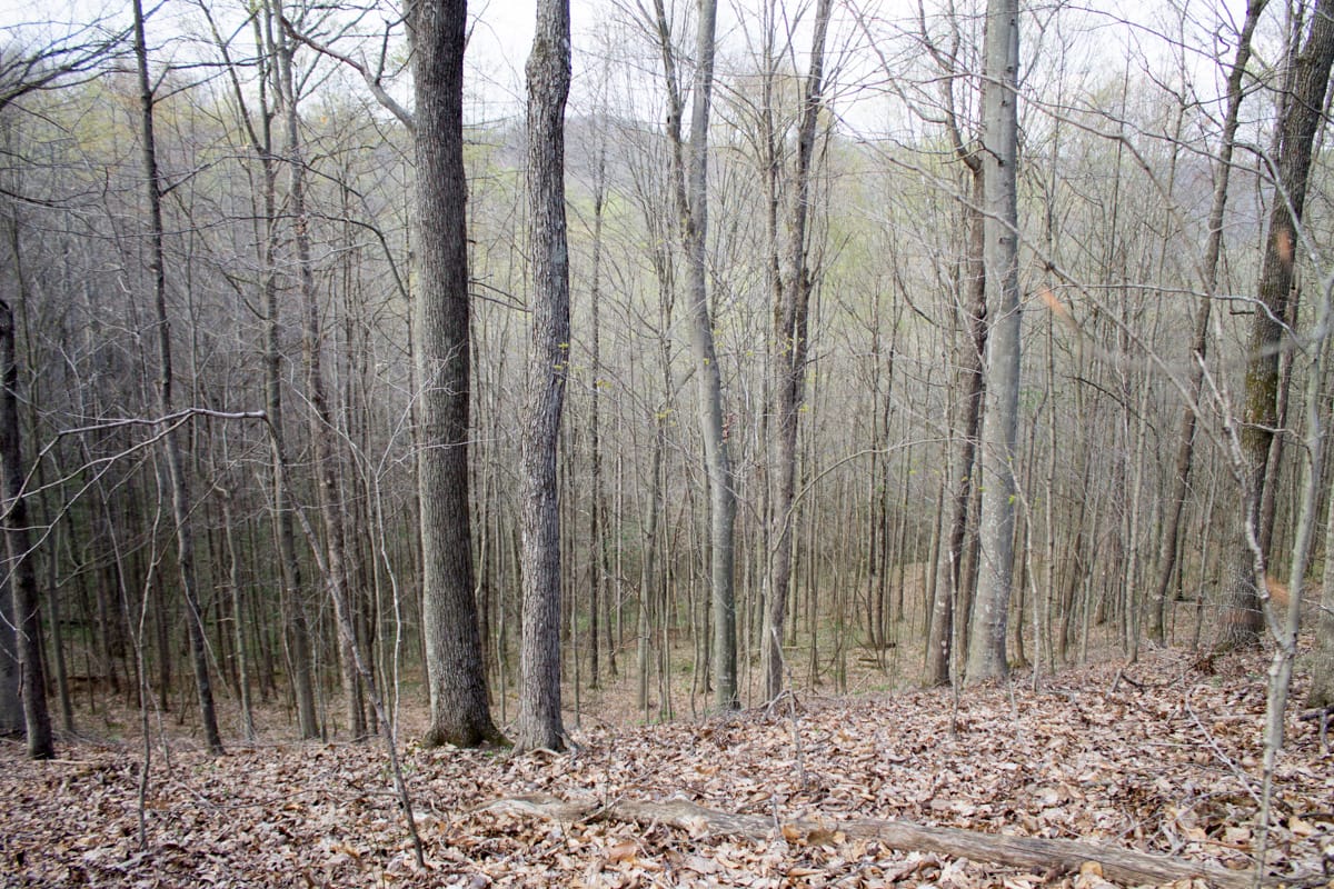 Chestnut Oak Ridge Tract 18 photo 6