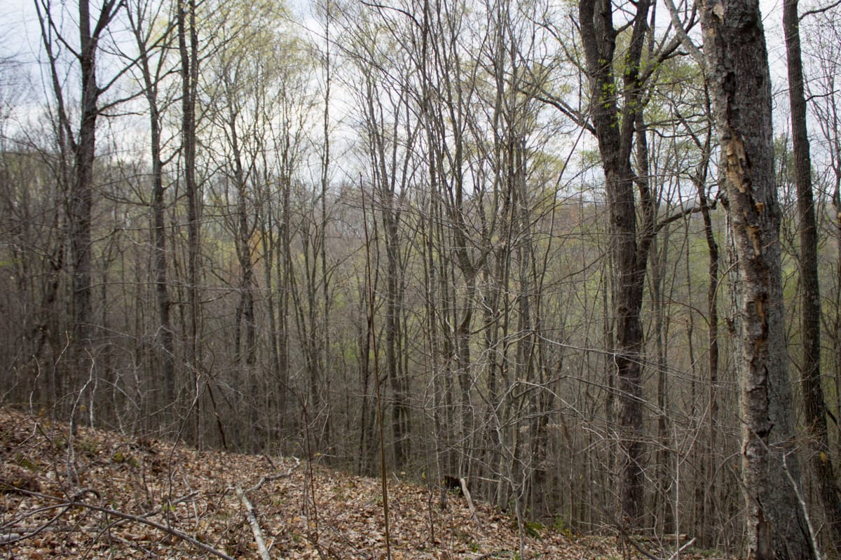 Chestnut Oak Ridge Tract 18 photo 7