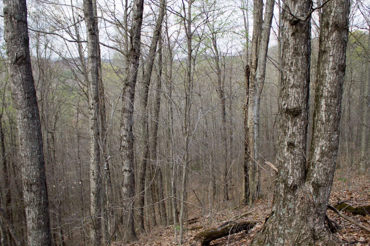 Chestnut Oak Ridge Tract 18 photo 8