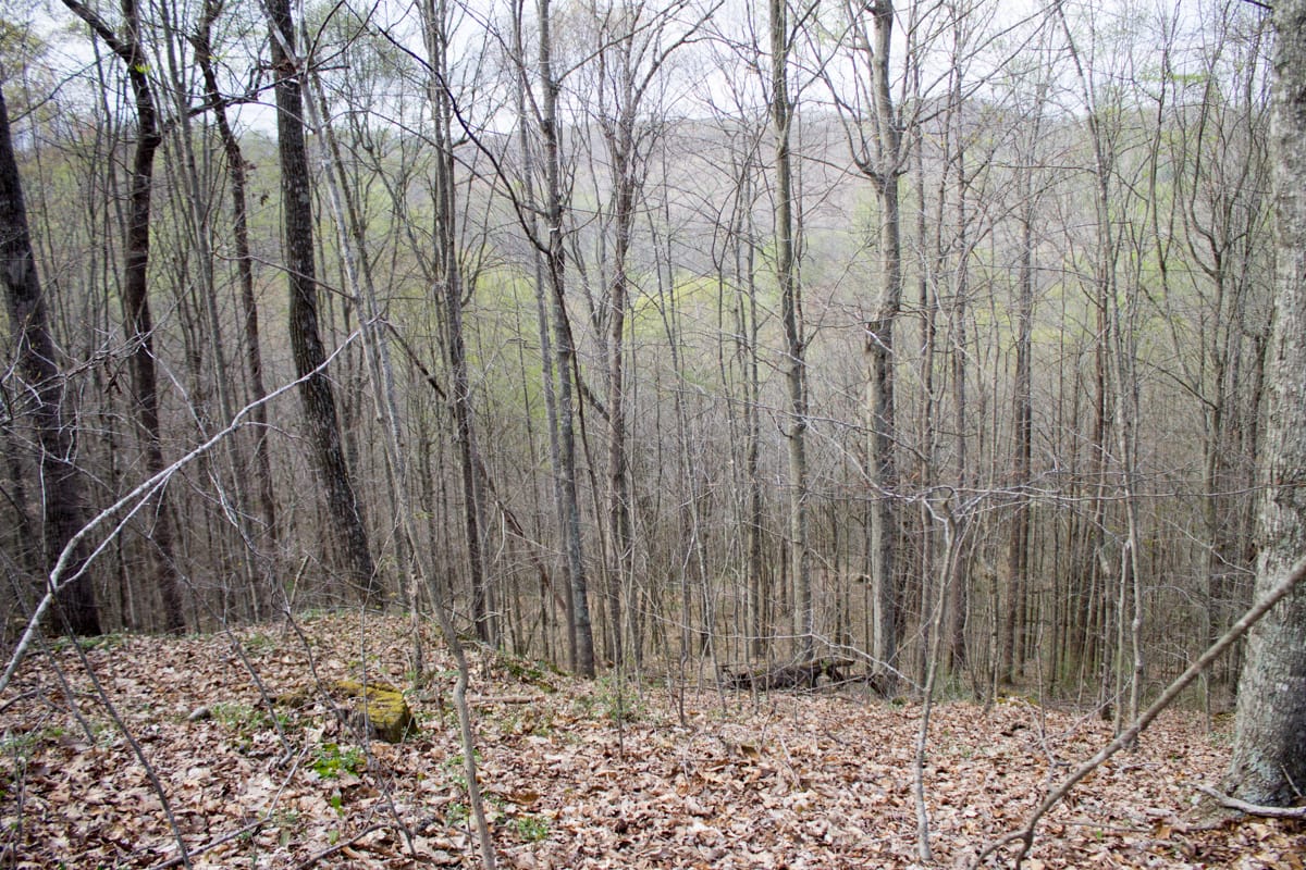Chestnut Oak Ridge Tract 18 photo 9