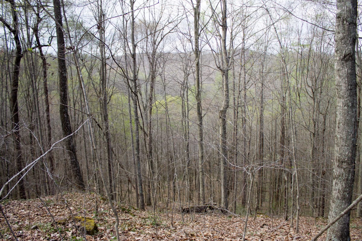 Chestnut Oak Ridge Tract 18 photo 10
