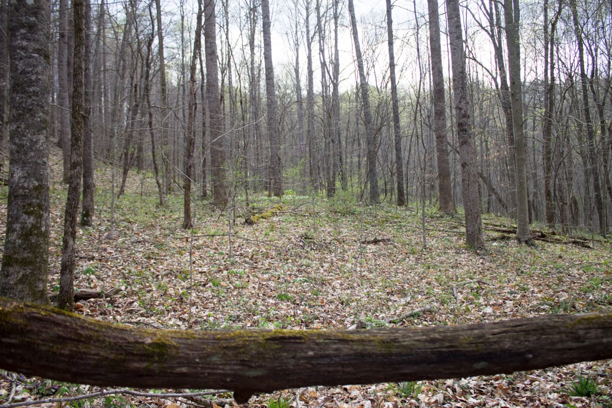 Chestnut Oak Ridge Tract 18 photo 11