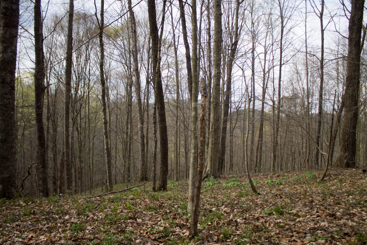 Chestnut Oak Ridge Tract 18 photo 12