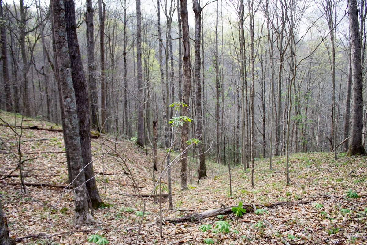 Chestnut Oak Ridge Tract 18 photo 13