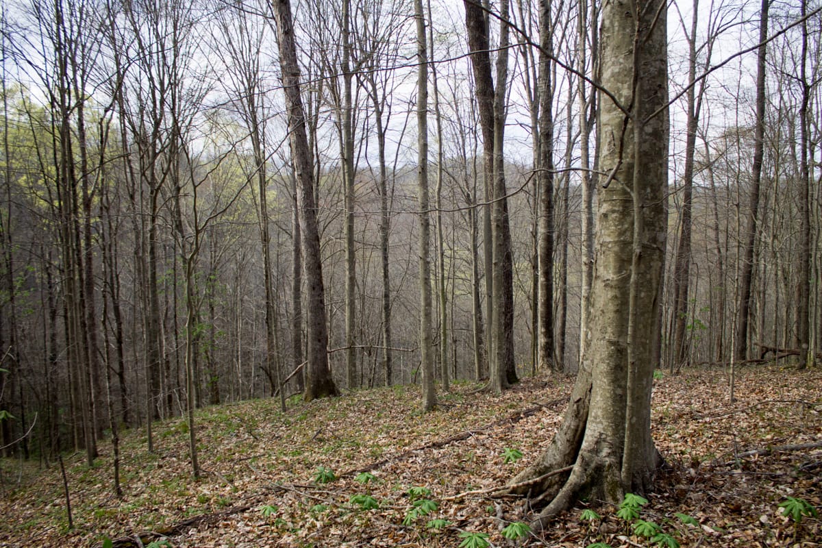 Chestnut Oak Ridge Tract 18 photo 1