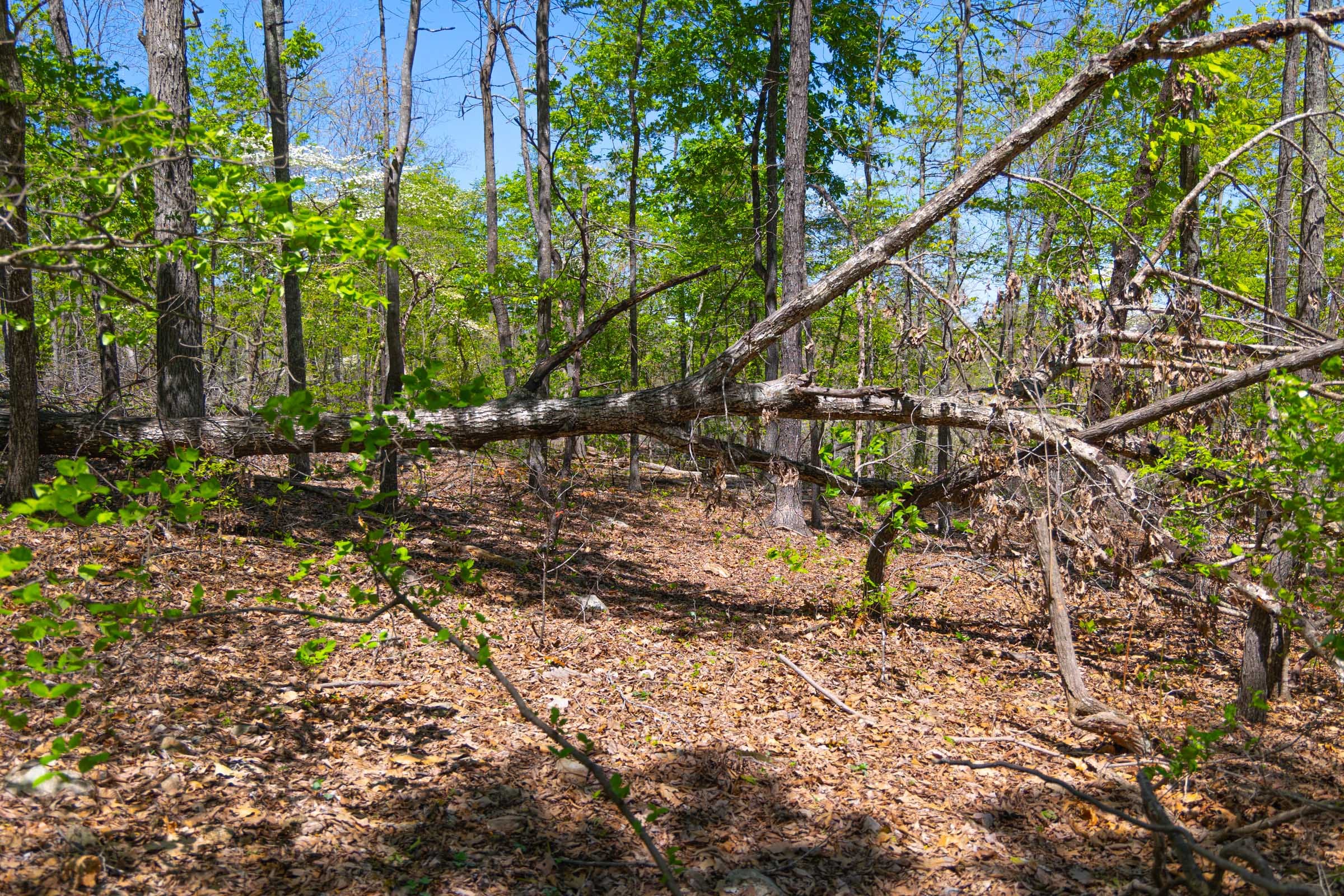 Lazybrook Tract 14 photo 13