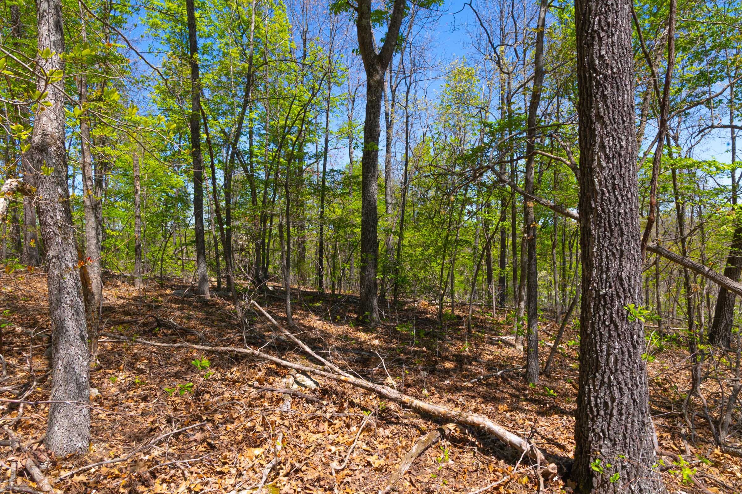 Lazybrook Tract 14 photo 9