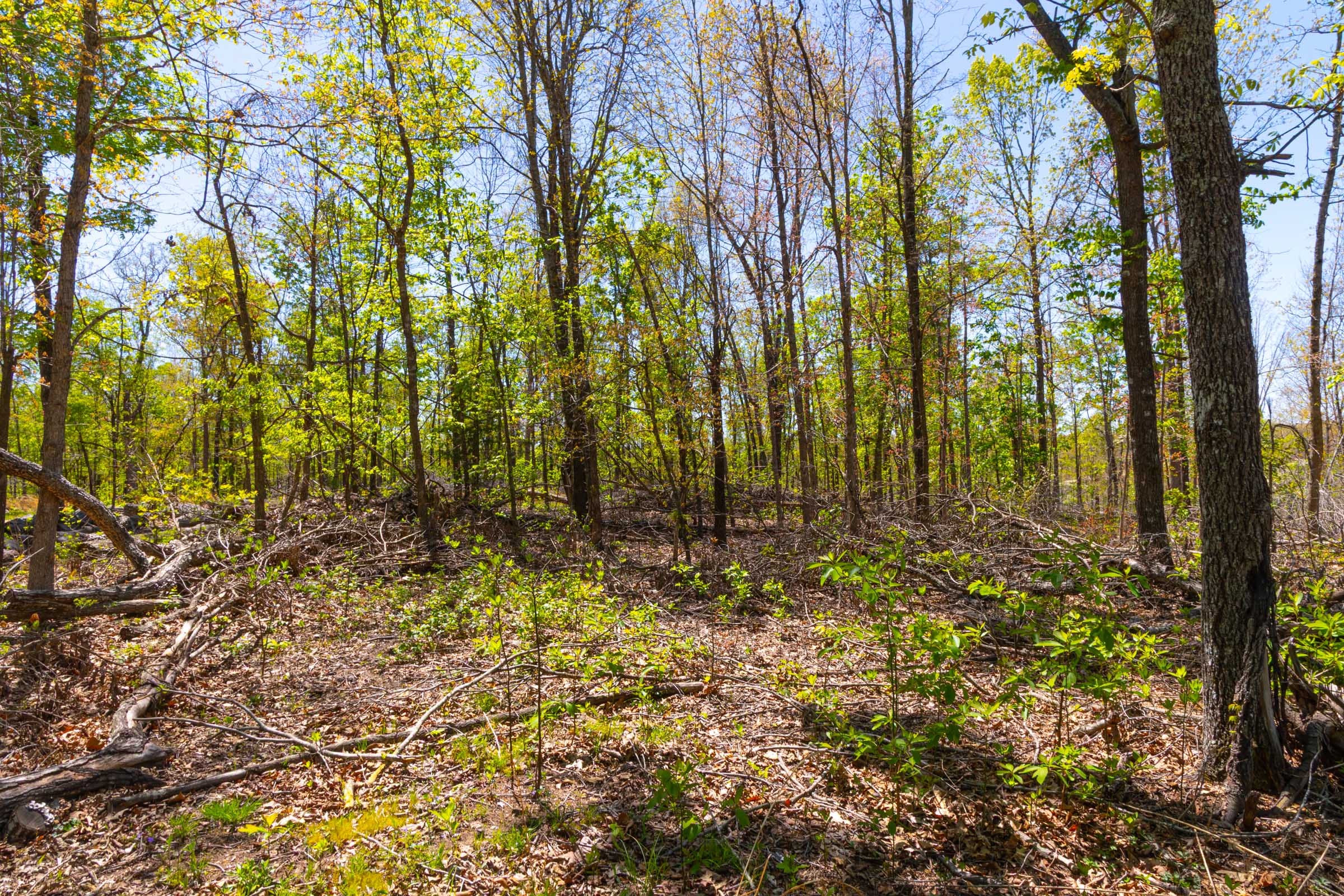 Lazybrook Tract 14 photo 8