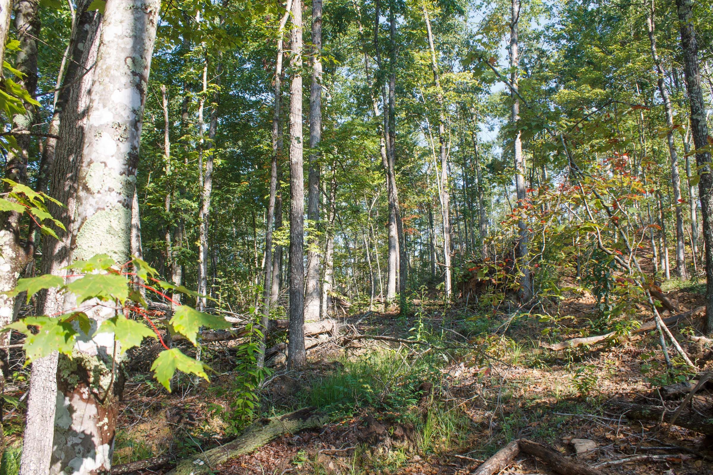 Wounded Oak Tract 7 photo 3