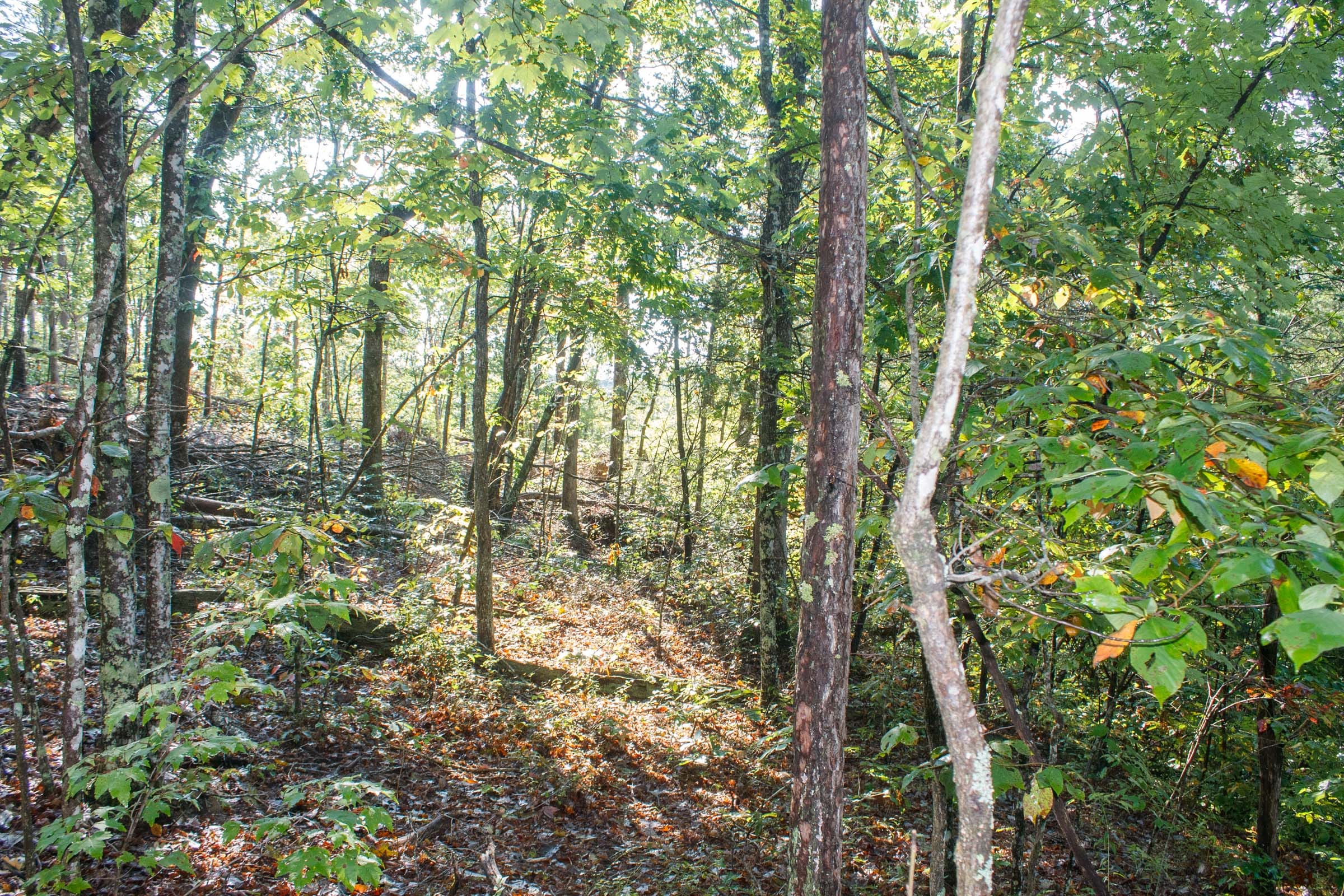 Wounded Oak Tract 7 photo 4