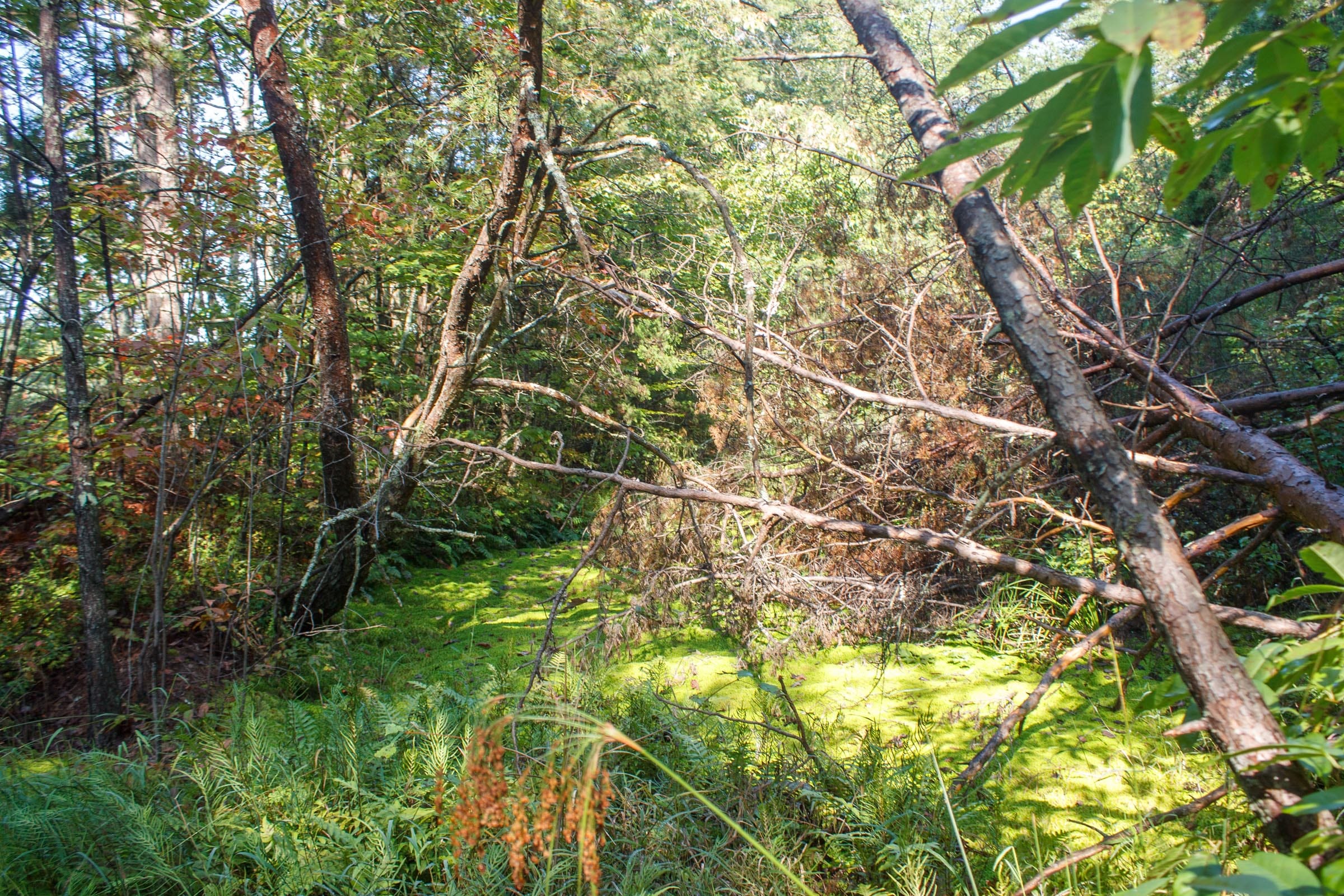 Wounded Oak Tract 7 photo 6
