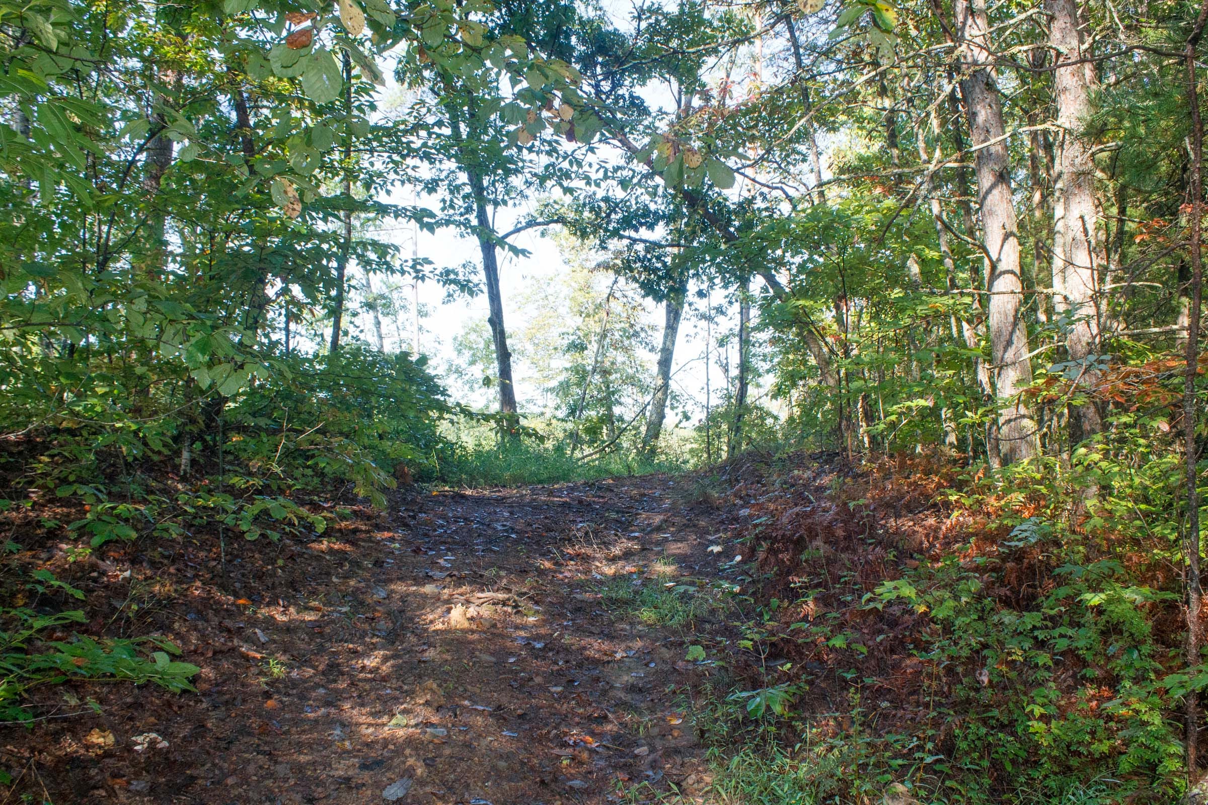 Wounded Oak Tract 7 photo 7
