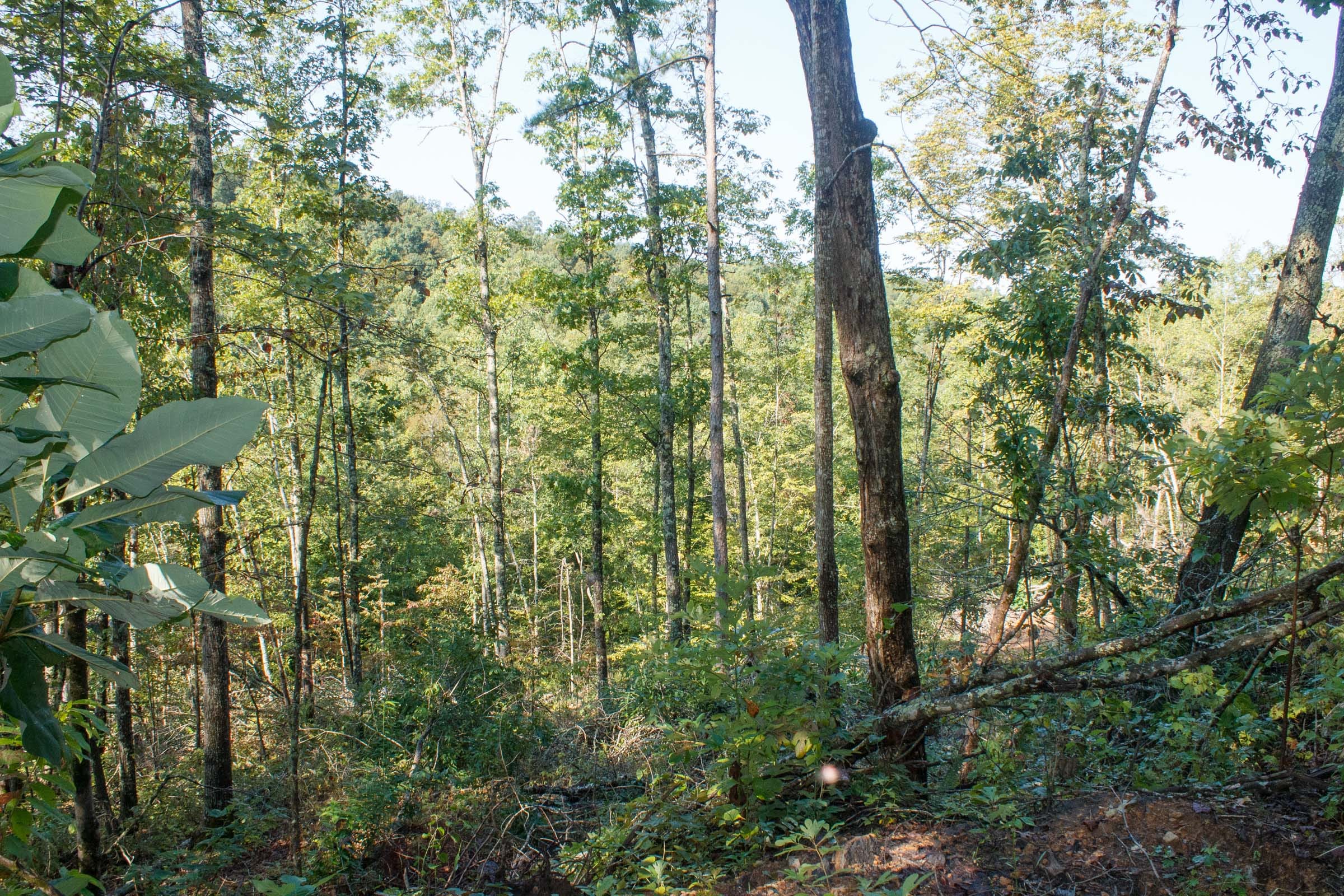 Wounded Oak Tract 7 photo 9