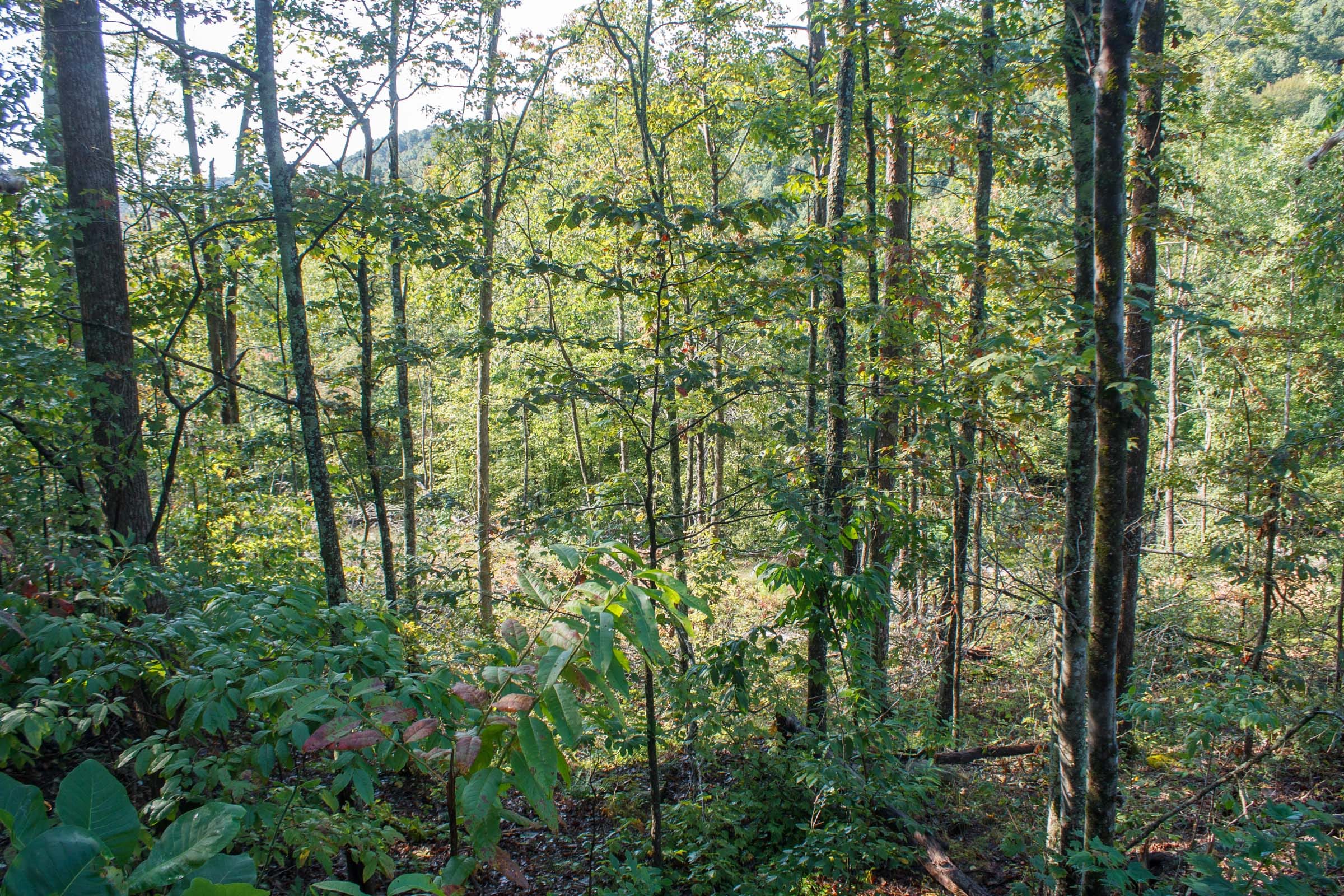 Wounded Oak Tract 7 photo 10