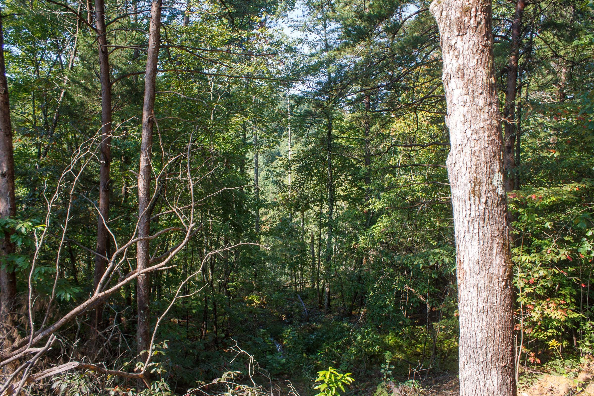 Wounded Oak Tract 7 photo 12