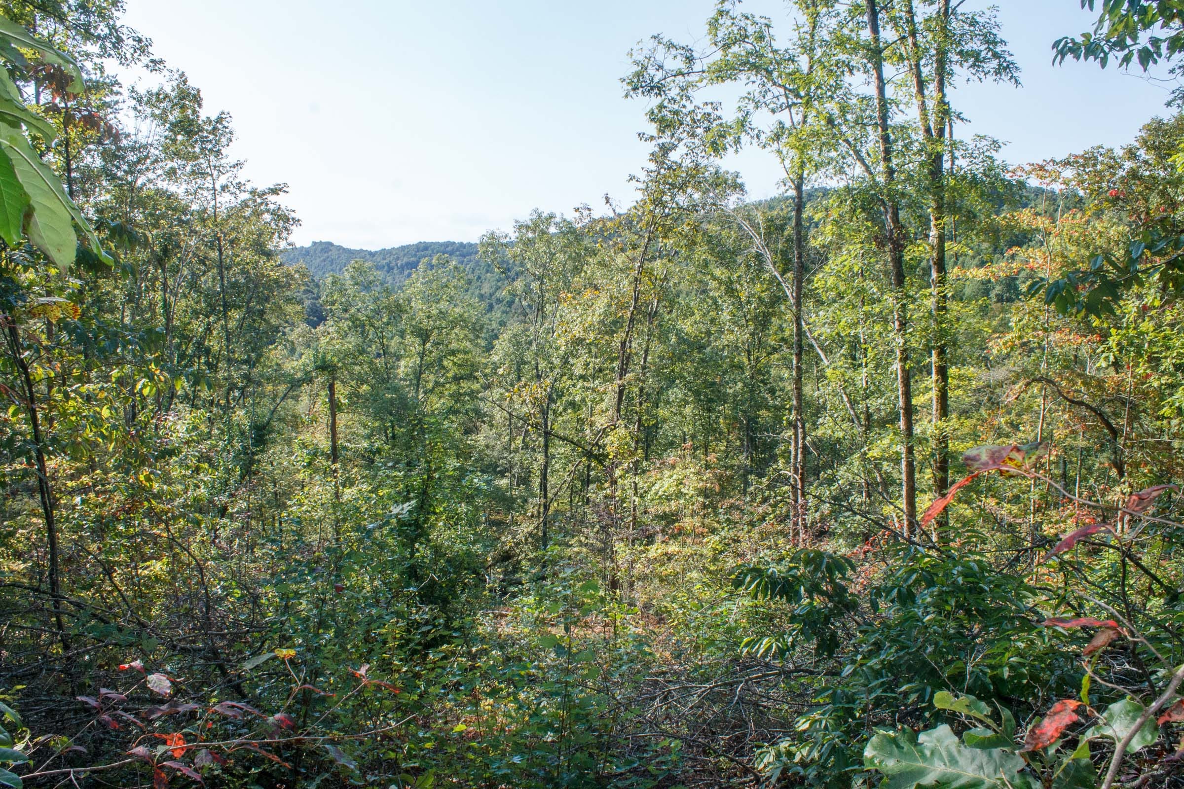 Wounded Oak Tract 7 photo 13