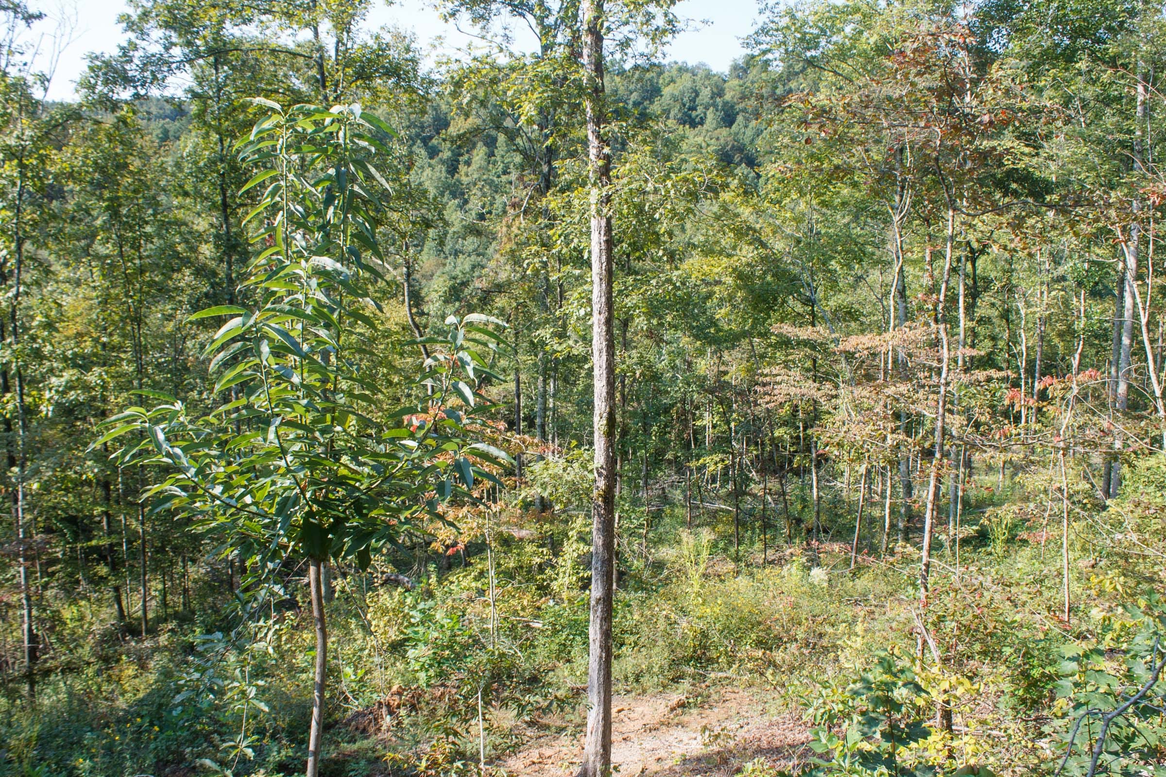 Wounded Oak Tract 7 photo 15