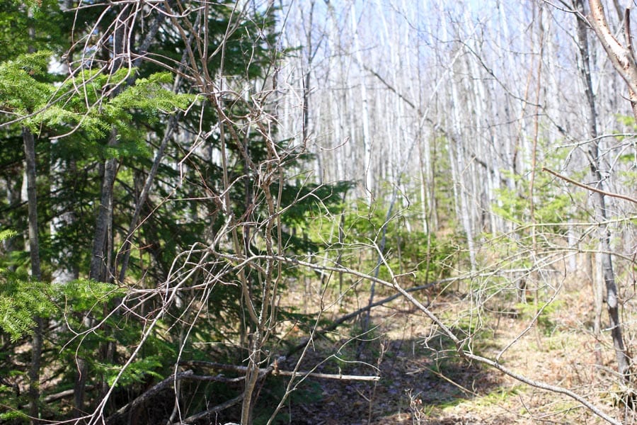 Abby Point Tract 2 photo 1
