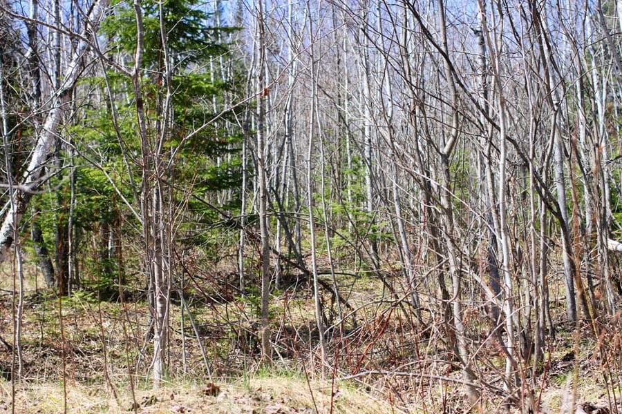 Abby Point Tract 2 photo 9