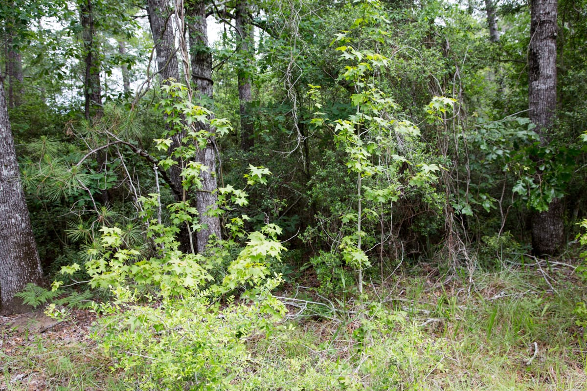 Rayburn Country Tract 288 photo 3