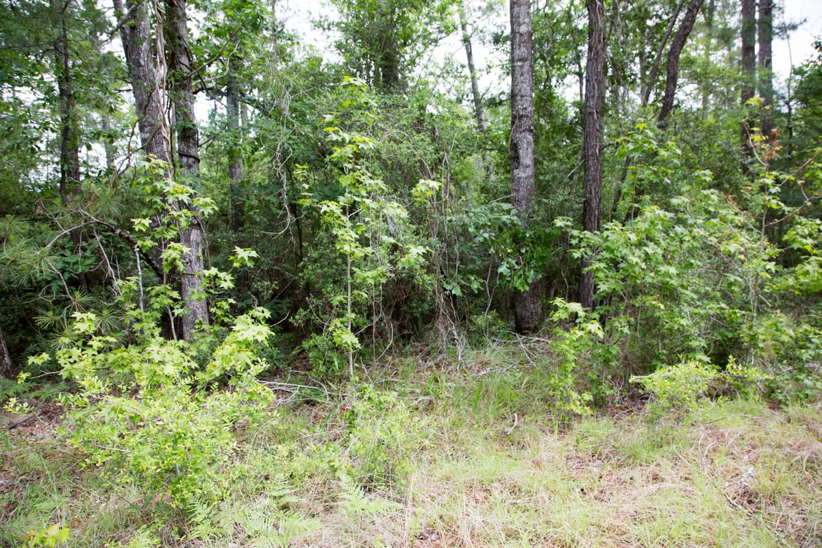 Rayburn Country Tract 288 photo 4