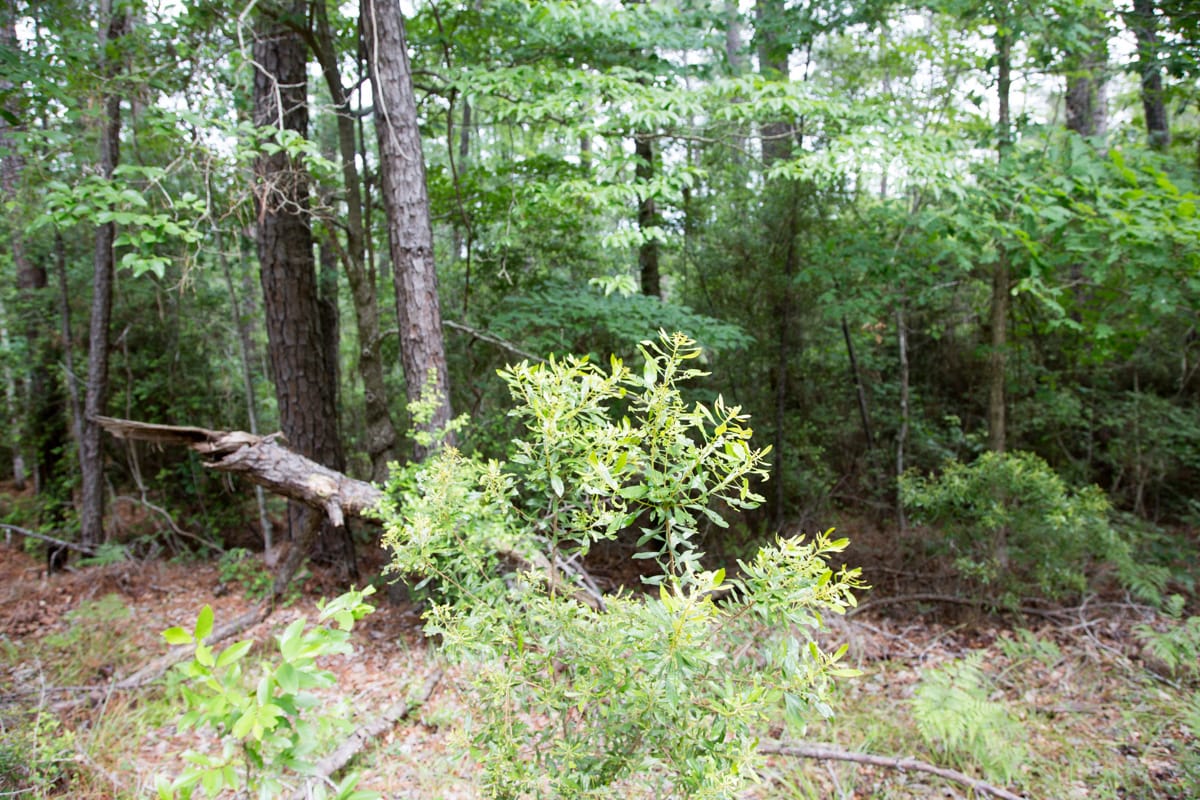 Rayburn Country Tract 288 photo 5