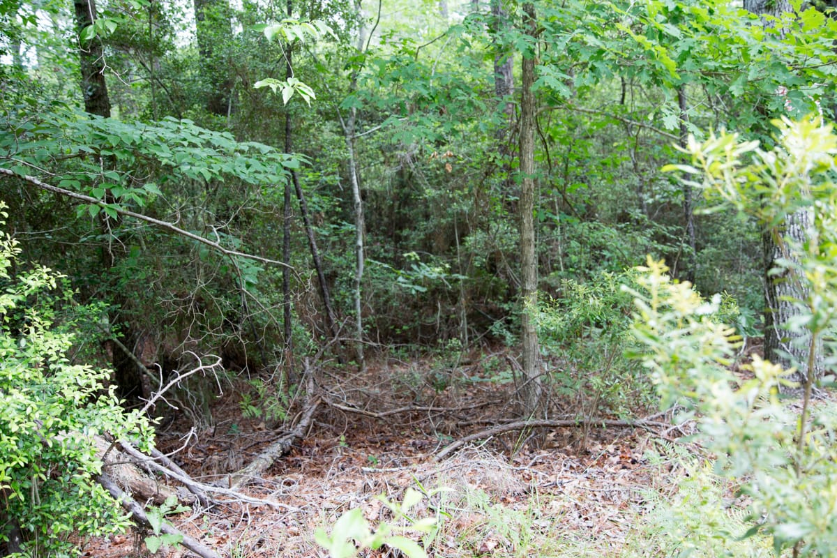 Rayburn Country Tract 288 photo 6