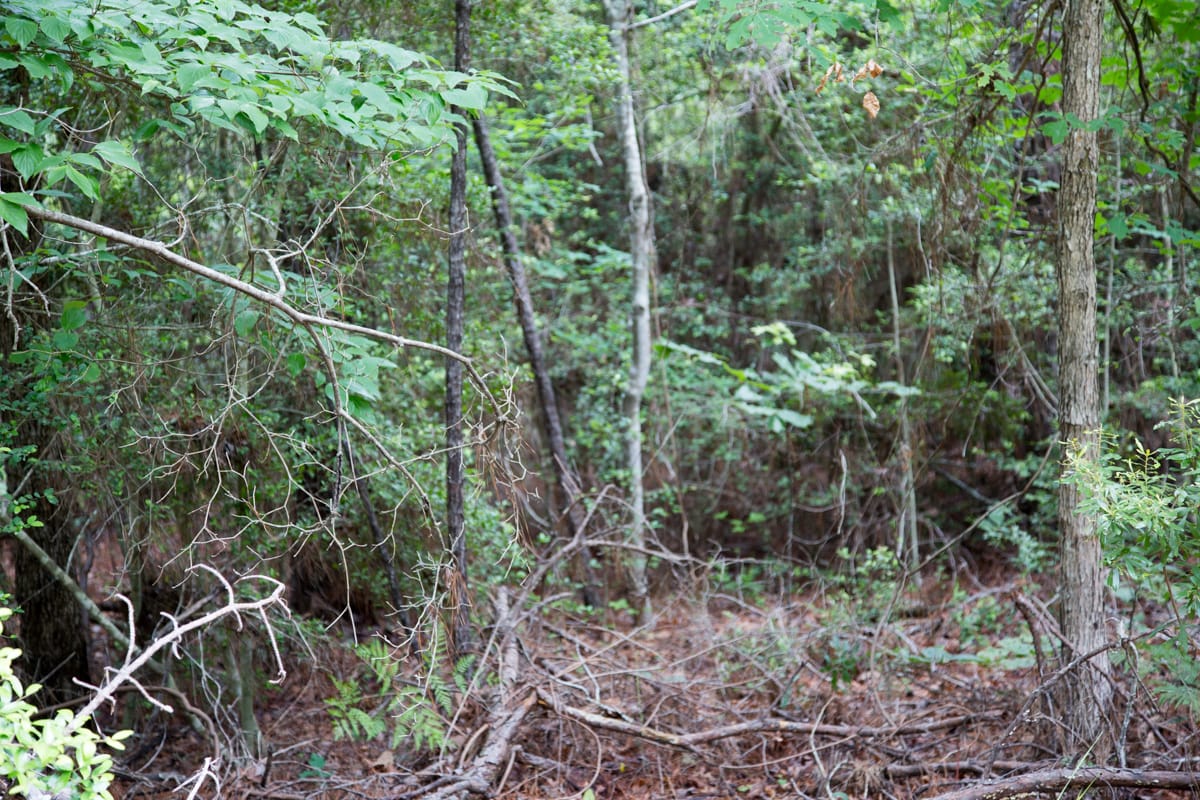 Rayburn Country Tract 288 photo 7