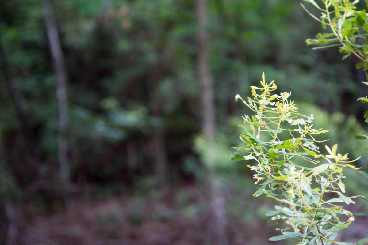 Rayburn Country Tract 288 photo 8