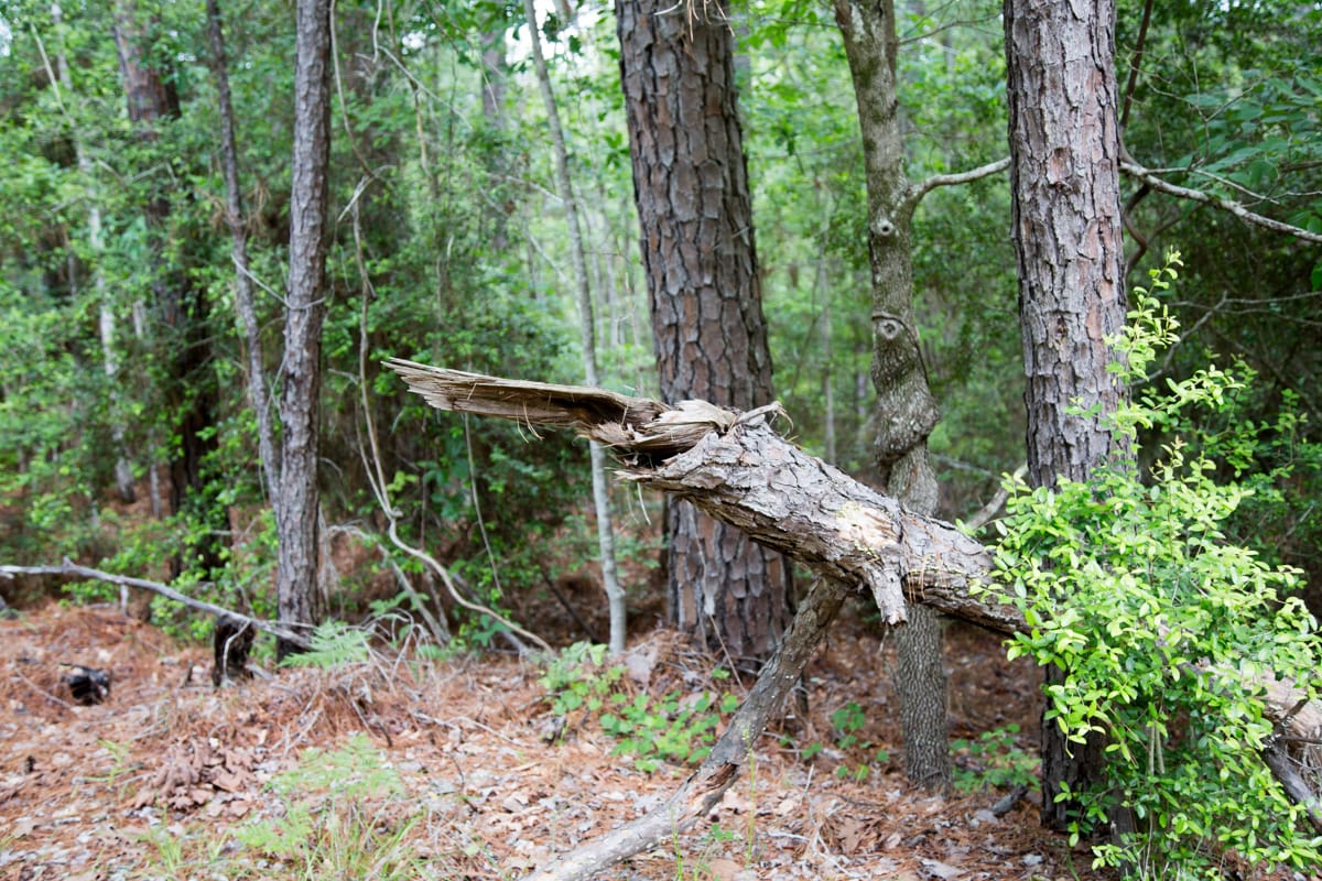 Rayburn Country Tract 288 photo 9