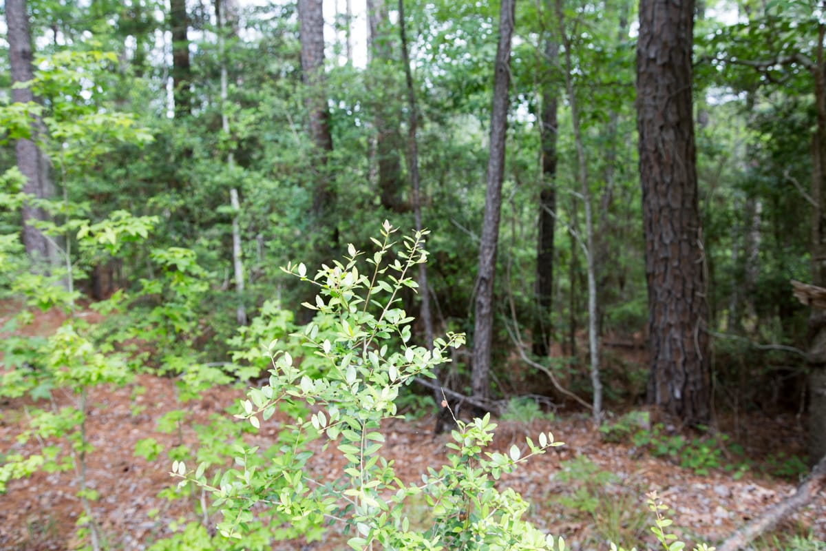 Rayburn Country Tract 288 photo 10